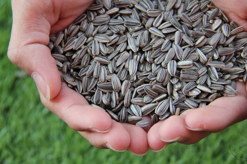 sunflower seeds