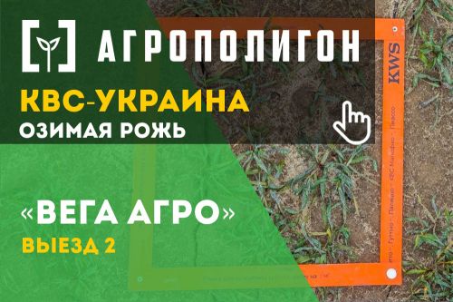 Состояние посевов озимой ржи КВС-Украина проверяет состояние посевов озимой ржи