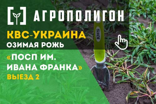 Осмотр посевов озимой ржи на поле №2 в Волынской области Посевы озимой ржи после возобновления вегетации
