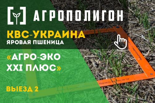 Мы ожидали увидеть поле со всходами в фазе «шильца», а перед нами предстали ровные ряды зеленых листочков Мы ожидали увидеть поле со всходами в фазе «шильца», а перед нами предстали ровные ряды зеленых листочков