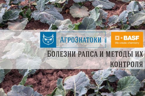 Болезни рапса и методы их контроля рапс та його захворювання