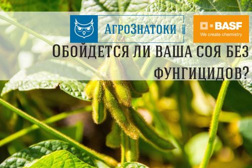 Агрознатоки Соя Необходимость фунгицидов для сои