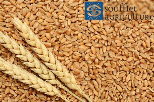 Wheat for export Wheat grain
