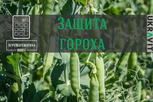 Защита гороха Агроматематика. Защита гороха.