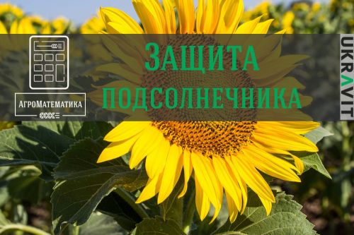 АгроМатематика. Подсолнечник Подсолнечник
