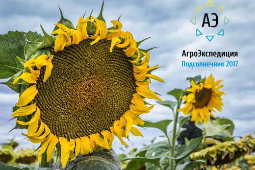 Подсолнечник АгроЭкспедиция Подсолнечник 2017