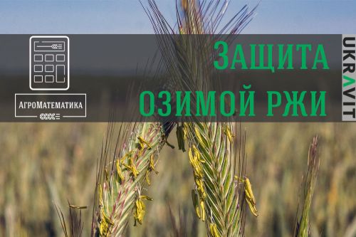 Озимая рожь Защита озимой ржи