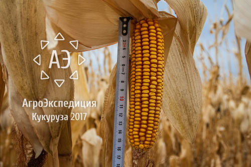 АгроЭкспедиция Кукуруза 2017 АгроЭкспедиция Кукуруза 2017