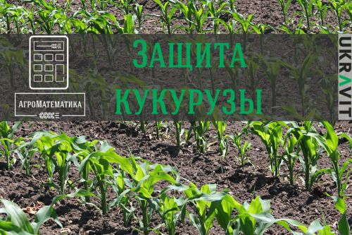 Защита кукурузы Защита кукурузы