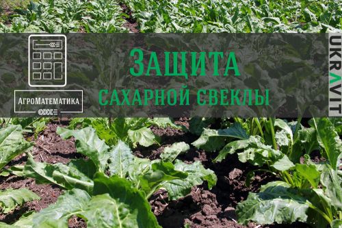 АгроМатематика. Свекла АгроМатематика сахарная свекла