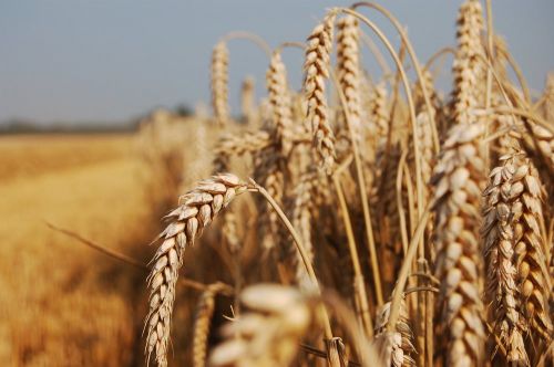 Пшеница Wheat