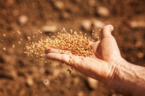 Wheat grain Пшеница