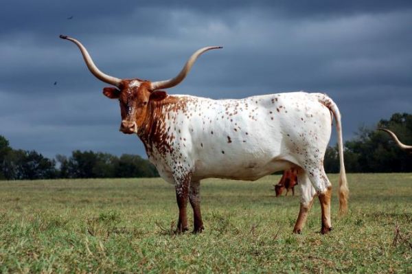ДоРОГАя корова: нужны ли буренкам рога? — Latifundist.com