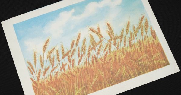 A picture of wheat maturing in a field