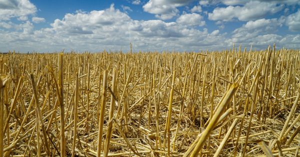Чому деструктори стерні – це необхідність і наскільки вони економічно ефективні для аграрія