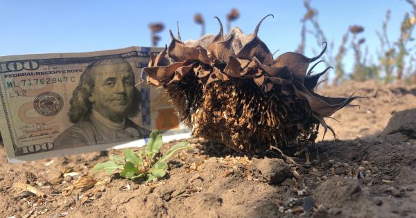 Burned sunflower crop and a 100 dollar bill in a field in Ukraine