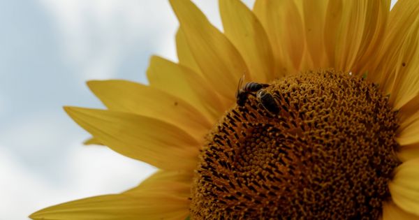Bees pollinating sunflower in a field in Ukraine