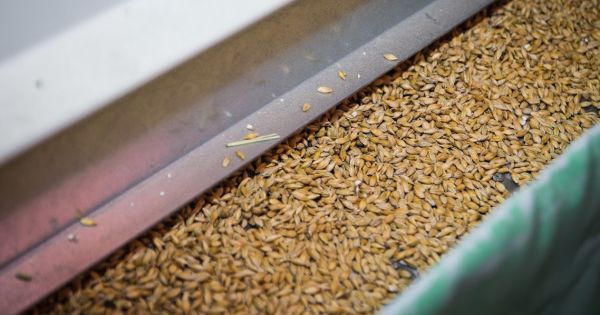 Воєнні реалії: скільки зерна в українських аграріїв?
