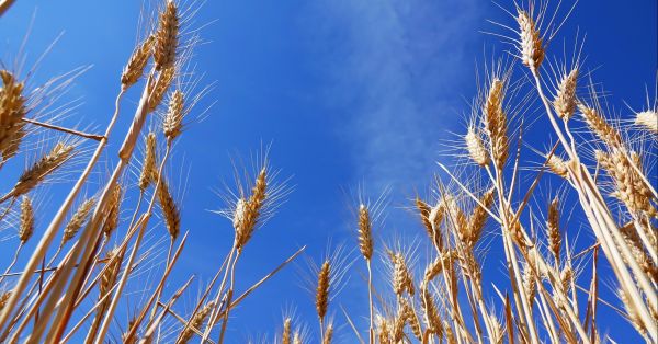 Виробництво пшениці 2022: де і скільки пшениці зберуть у світі?