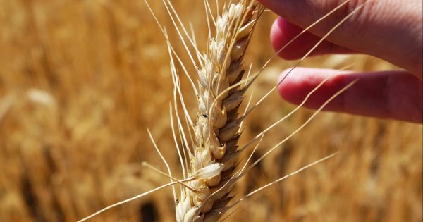 Пшениця 2022: на якій площі буде зібрано, врожайність та стан посівів