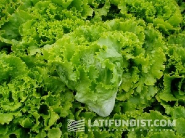 Овощи. Салат-латук (Lactuca sativa L.). Технология выращивания