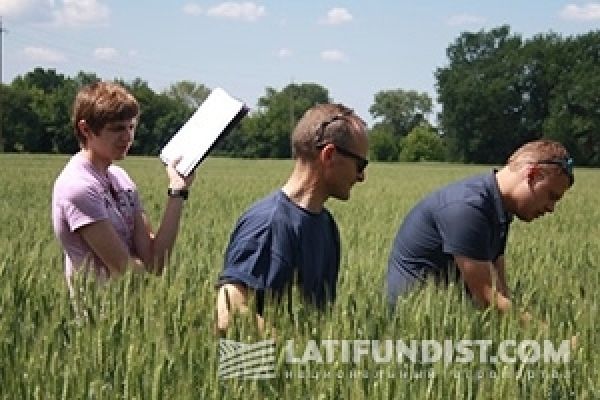 АгроЭкспедиция: консенсус в оценке урожая пшеницы