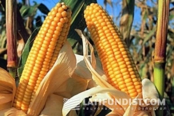 Кукуруза просела под рекордными посевными площадями