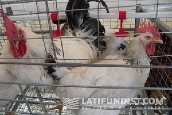 Украина на пороге ТОП-10 мировых экспортеров курятины  