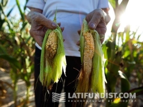 США. Насколько существенны угрозы ранних заморозков для посевов кукурузы?