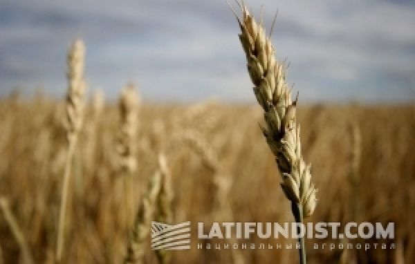 Цены на фуражную пшеницу в ближайшие несколько недель снизятся