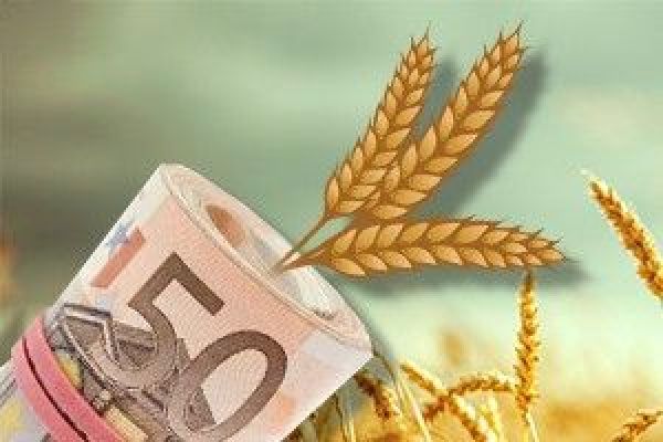 Что ждет рынок зерна в этом сезоне?