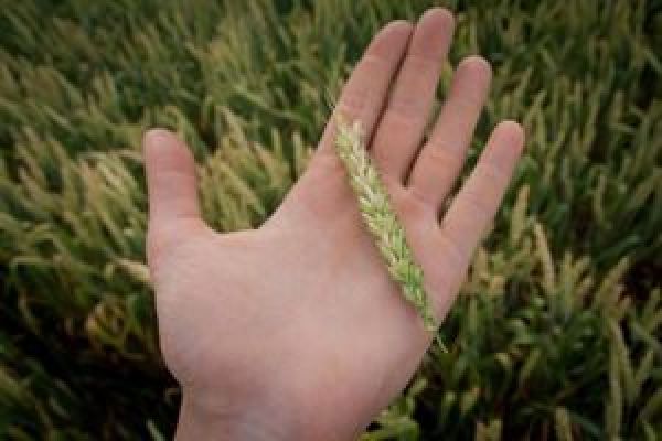 АгроЭкспедия: Итоговый прогноз урожая пшеницы 2015