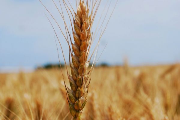 Европейский экспорт пшеницы: Грядут перемены