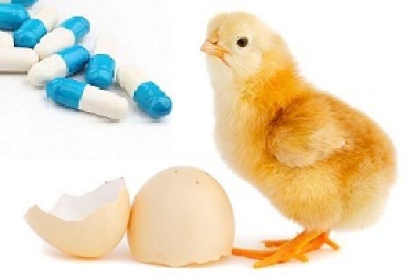 Мировое птицеводство отказывается от антибиотиков?