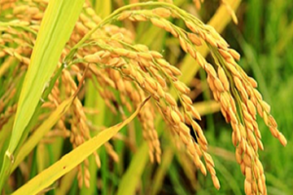 Agroweekend: Золотой рис или золотой риск? 