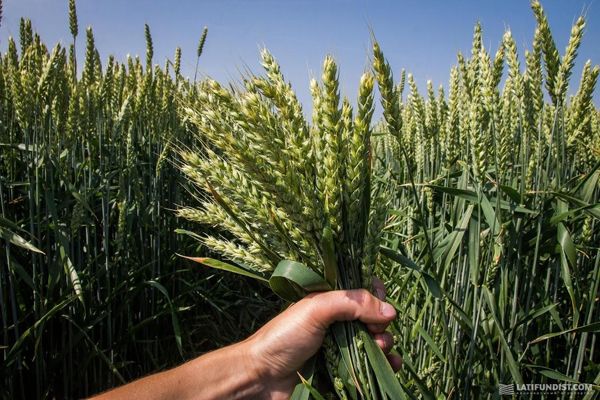 АгроЭкспедиция Пшеница-2016: итоговый прогноз урожайности