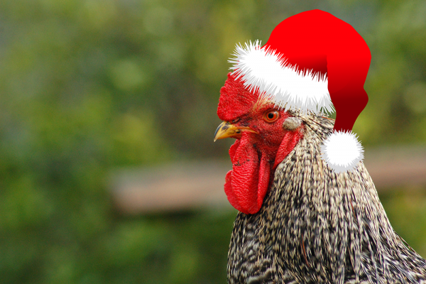 cock in Santa's hat 