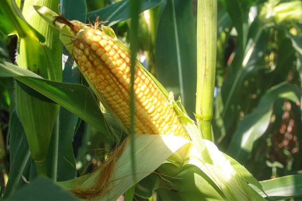 Высокая урожайность кукурузы