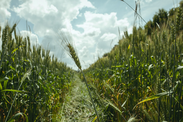 Как погодные условия влияют на цены на мировом рынке пшеницы