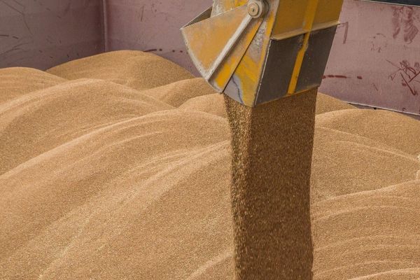 Экспорт пшеницы