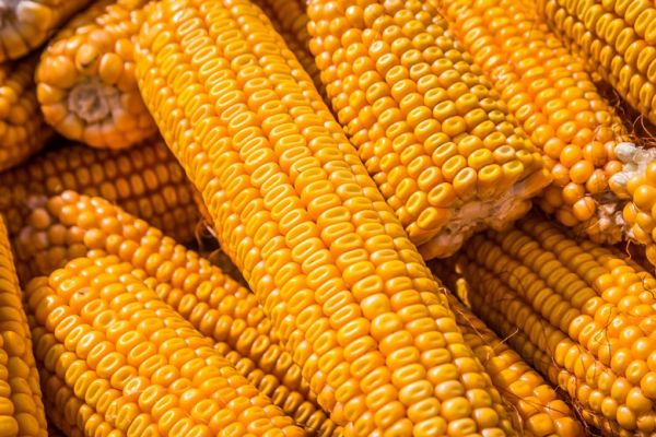 Початки кукурузы селекции KWS