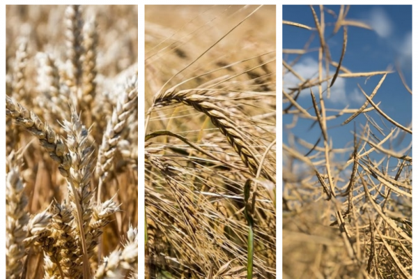 Пшеница, ячмень и рапс