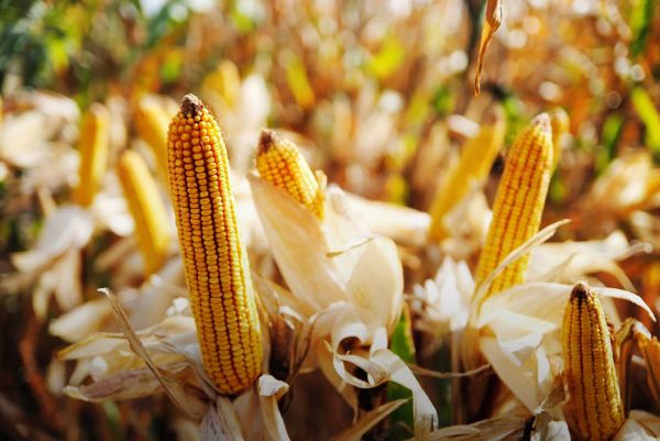 Посевы кукурузы