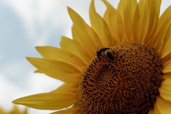 Bees pollinating sunflower in a field in Ukraine