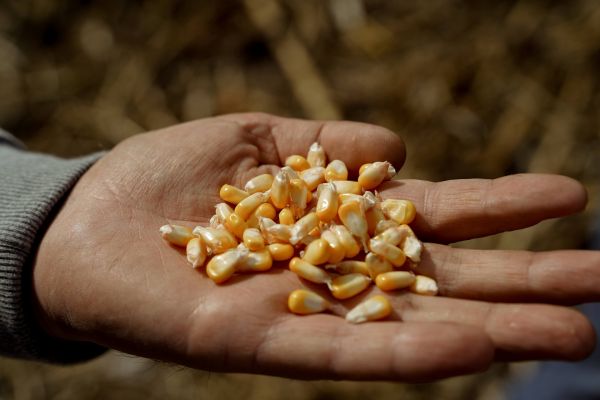 Зона ризику-2021, або Якісні показники зерна нового врожаю