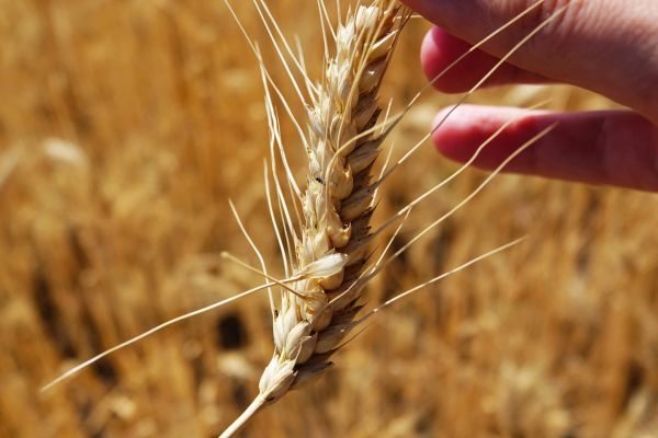 Пшениця 2022: на якій площі буде зібрано, врожайність та стан посівів