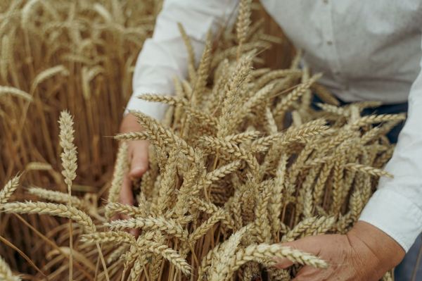 Чи вистачить продовольчої пшениці? На Тrend&Hedge Club розбирали, що буде з цінами та якістю хліба