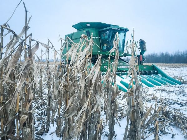 Білі жнива: чому аграрії збирають кукурудзу і соняшник по снігу та які ризики несуть