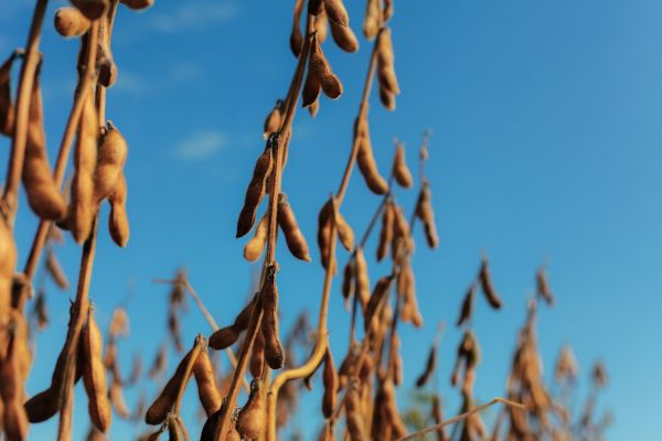 Соя в надлишку: чому ринок входить у фазу профіциту