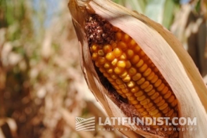 Рынок кукурузы: прогнозы улучшаются, цены снижаются